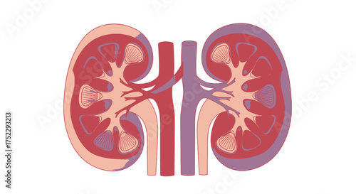 Detailed illustration of human kidney anatomy showcasing internal structures.