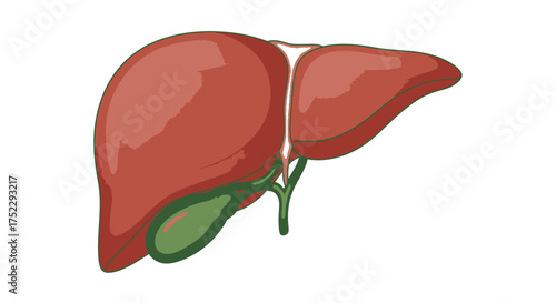 Illustration of a Human Liver and Gallbladder Anatomy.