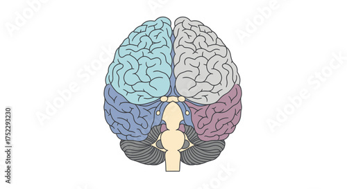 Brain anatomy illustration showing different lobes and their functions.