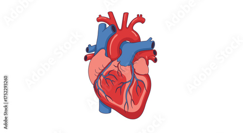 Detailed Illustration of a Human Heart with Arteries and Veins.