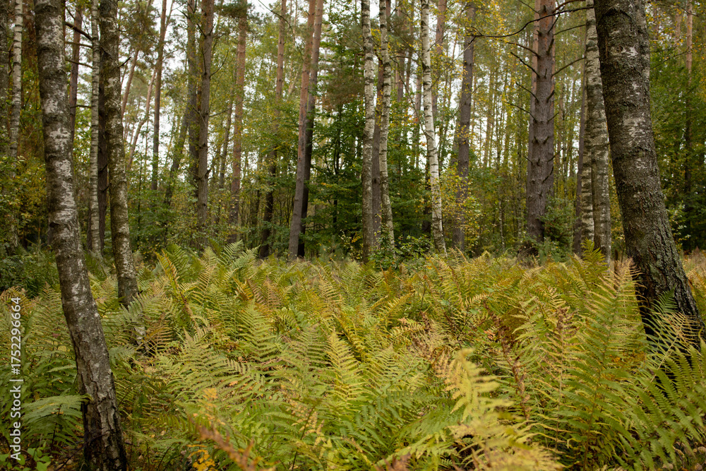 Fototapeta premium a clearing of yellow-green ferns in the forest, many fern bushes in the middle of the forest, ferns in autumn, fern plantation in Polish forests, fern, landscape with ferns, forest plants in autumn