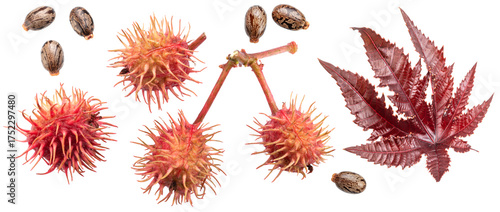 Collection on red spiny capsules, seeds and red leaf of Castor oil plant on white background. File contains clipping paths.
