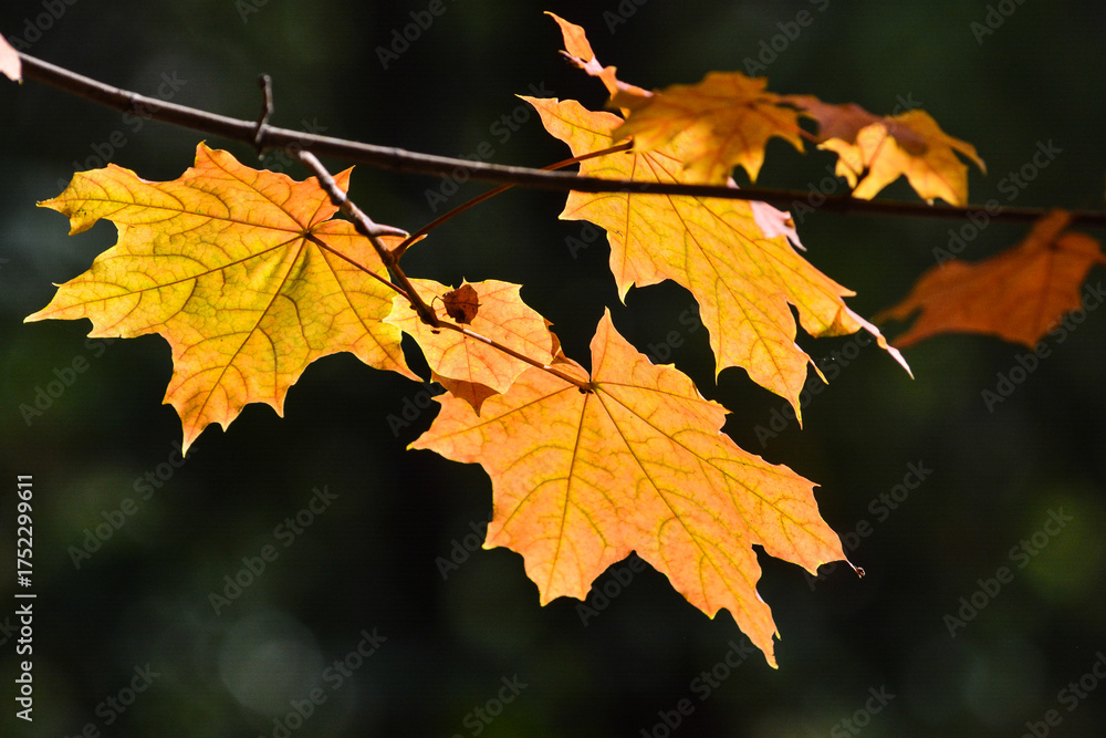 Fototapeta premium Autumn leaves.