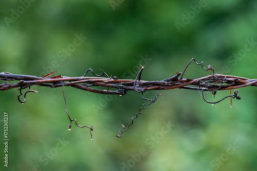 A grape vine twisted on a wire