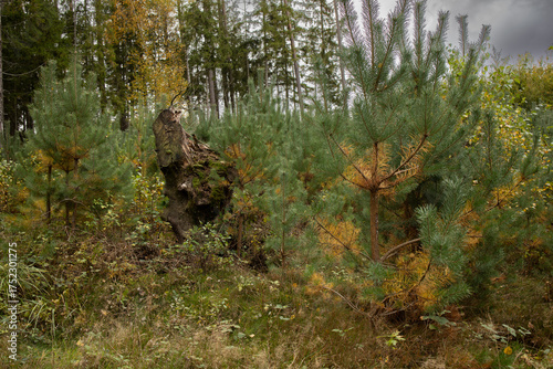 old large stump among young pine forest, view of young pine forest with dry grass and yellow flowers