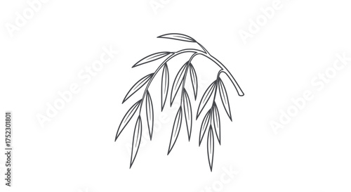 Delicate Willow Branch Illustration with Elongated Leaves.