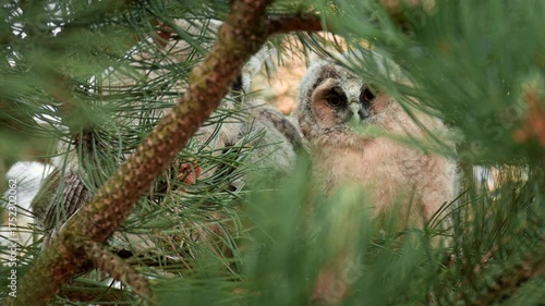Three cute playful owlets in their nest in a pine forest. 60fps close up clip of a young long eared owl family.
