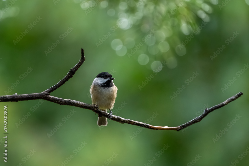 Naklejka premium A Carolina chickadee perched in the woods