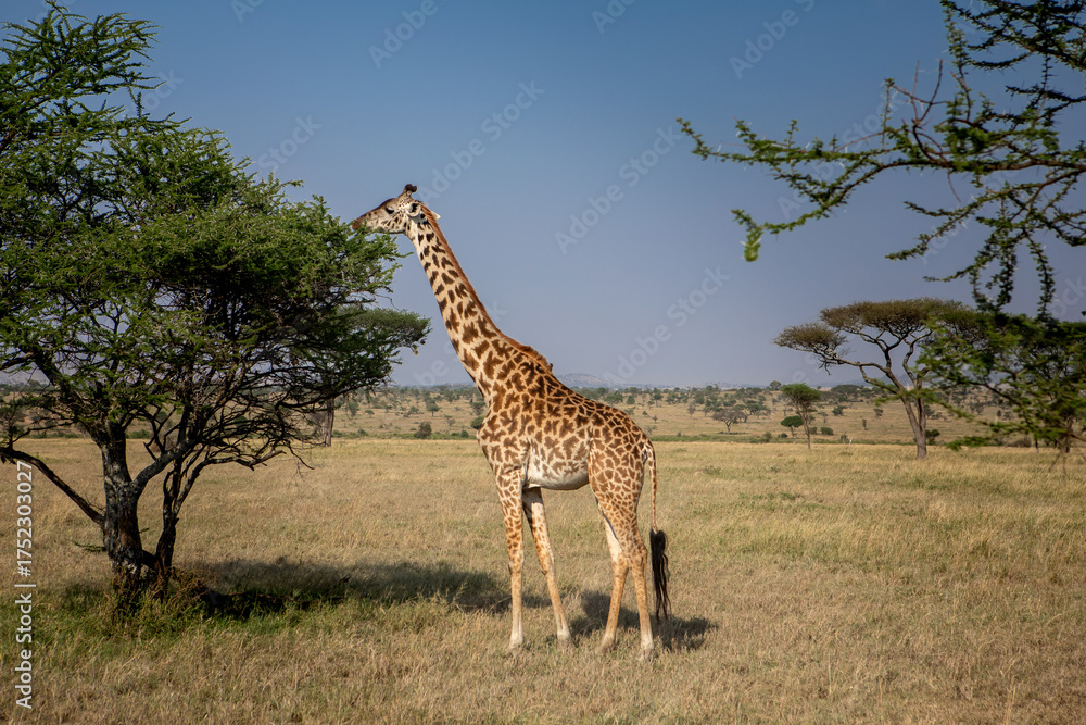 Fototapeta premium A beautiful giraffe in the African savannah. Sunny summer day. Tall giraffe.