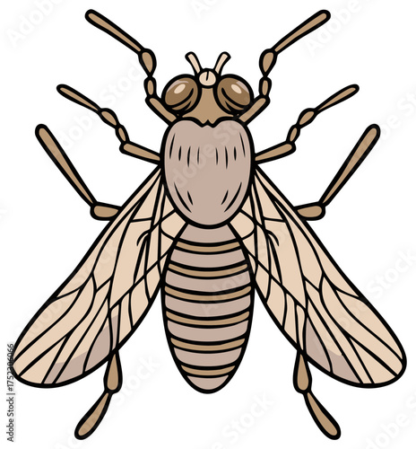 Illustration of an insect with wings and antennae on white background
