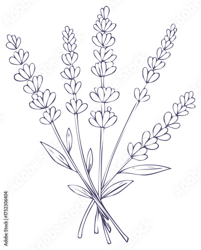 Delicate Line Art Drawing of Lavender Stems and Leaves