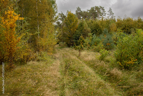 landscape, road separating old and young forest, autumn in the forest, autumn landscape with forest and wide road against the sky, beautiful autumn landscapes in Poland, European autumn