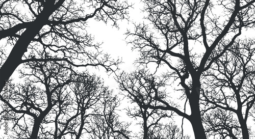 Silhouette of bare trees against a white sky creating an abstract forest scene.
