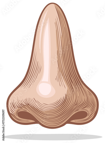 Engraving style anatomical illustration of a human nose with detailed shading and realistic features