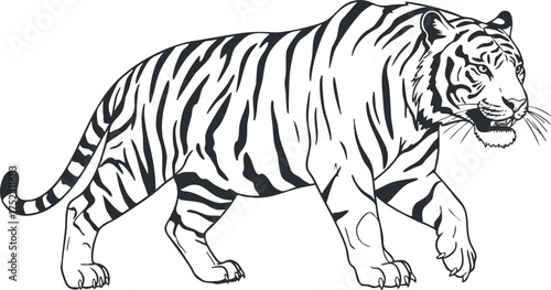 A detailed illustration of a tiger walking, showcasing its distinctive stripes and fierce expression.