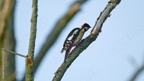 Woodpecker, Dendrocopos major. Woodpecker pecking tree bark close up against blue skies, 4k.