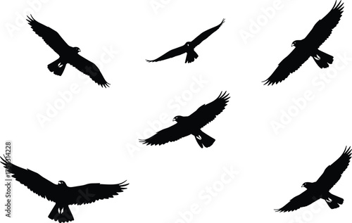 Bird silhouette in flight vector, raptor wing pose illustration, hawk and eagle motion graphic, black wildlife design for aerial predator concept