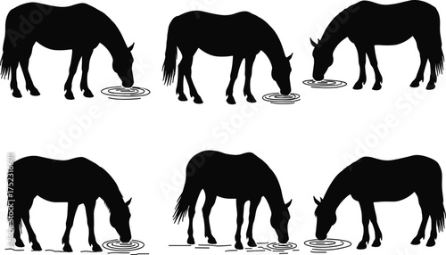 Horse drinking silhouette vector, black animal pose illustration, wildlife behavior graphic with water ripples, nature species posture for farm, rural, hydration theme