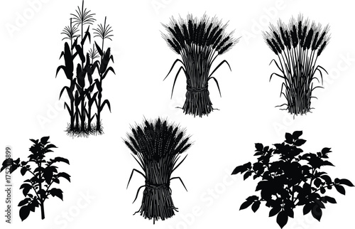 Black crop plant silhouettes, corn stalks, wheat sheaves, potato plants, agricultural farming icons, harvest symbols, rural agriculture design, botanical vector illustration