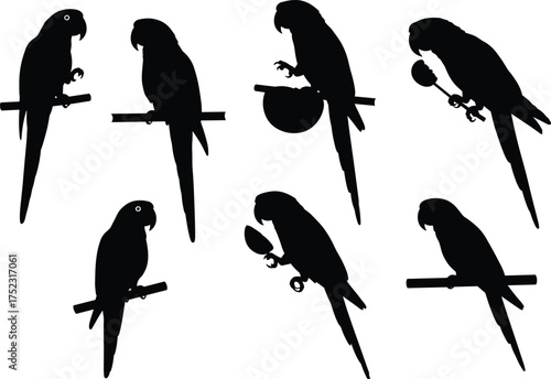 Parrot silhouette vector illustration, perched bird pose graphic, black tropical wildlife design with fruit interaction, claw grip, exotic species for nature theme
