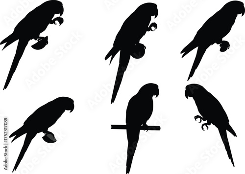 Parrot silhouette vector illustration, perched bird pose graphic, black tropical wildlife design with fruit holding behavior, exotic species for nature and aviary theme