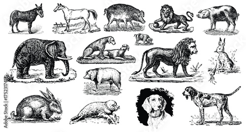 Vector art of collection of vintage animal illustrations including a donkey, horse, elephant, lions, bears, dog, and rabbits