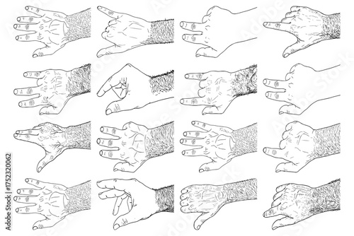 A collection of hand sketches depicting various gestures and positions. Each hand is detailed with visible knuckles