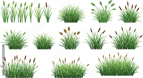 Grass clump illustrations, botanical elements, green foliage, cattail plants, nature design, landscaping assets, vector grass set, seasonal vegetation, garden decor
