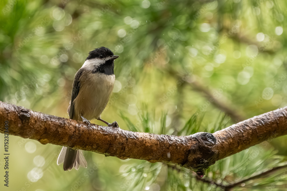Naklejka premium A Carolina chickadee perched in the woods