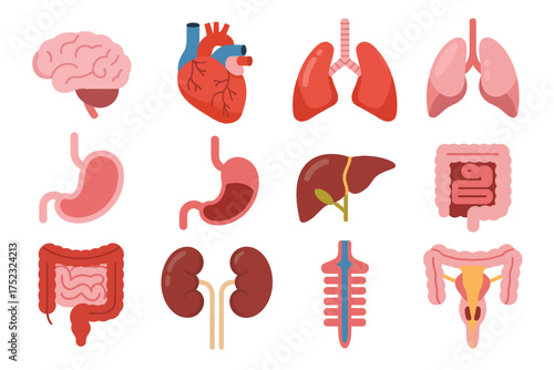 Collection of human internal organs illustrated on white background