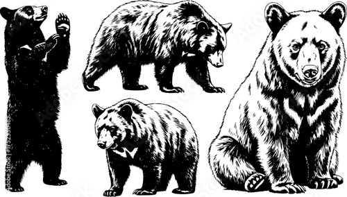 set of sketch black silhouette of a Black Bear isolated animal wildlife