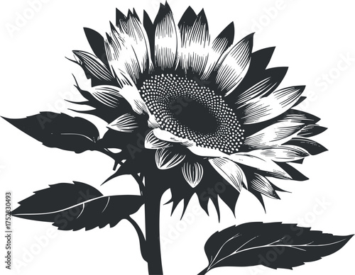Black and white silhouette illustration of a sunflower with detailed petals and leaves.