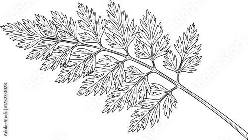 Carrot leaf drawing. It is a line art sketch of a carrot leaf, also known as carrot greens or fronds, featuring a delicate, fern-like appearance. Vector sketch line art draw.