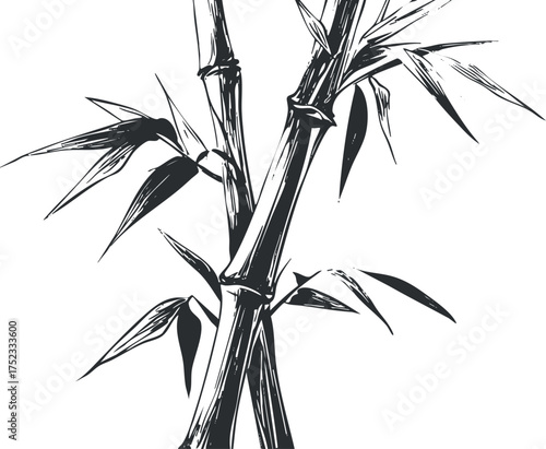 Black and white bamboo illustration with detailed leaves and stalks, showcasing minimalist design.