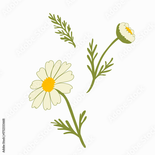 Elegant vector set of chamomile flowers (Matricaria chamomilla) with leaves and stems. Perfect for design, cosmetics, medicine, and natural decor.