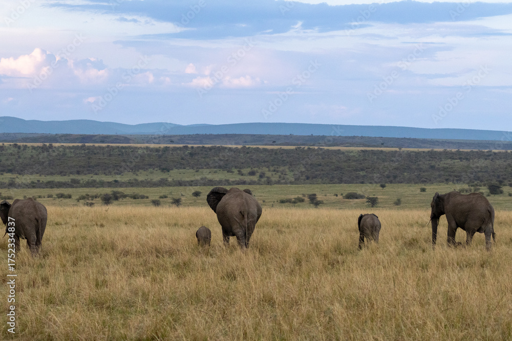 Fototapeta premium An African elephant family (Loxodonta africana) walks across the open savanna of the Maasai Mara National Reserve in Kenya