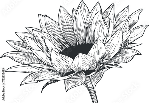 Detailed black and white line drawing of a sunflower with intricate petals and stem.