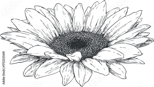 Detailed black and white illustration of a sunflower with intricate petals and central disk.