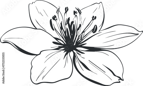 Black and white illustration of a lily flower with detailed petals and botanical elements.