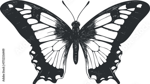 Black and white illustration of a butterfly with detailed patterns on its wings.