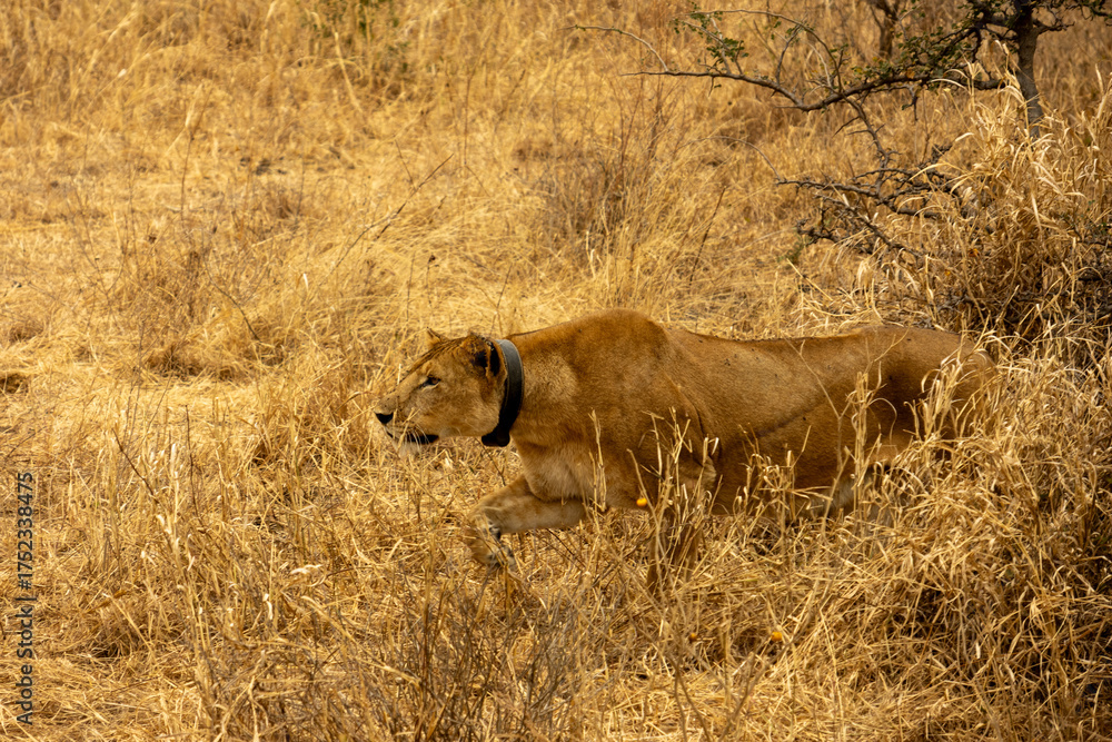 Naklejka premium Collared lioness (Panthera leo) walking low through dry savanna grass on a research project in Tarangire National Park, Tanzania