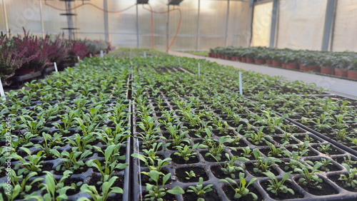 Foto Greenhouse with Rows of Plants and Flowers in Pots — Modern Nursery for Gardenin