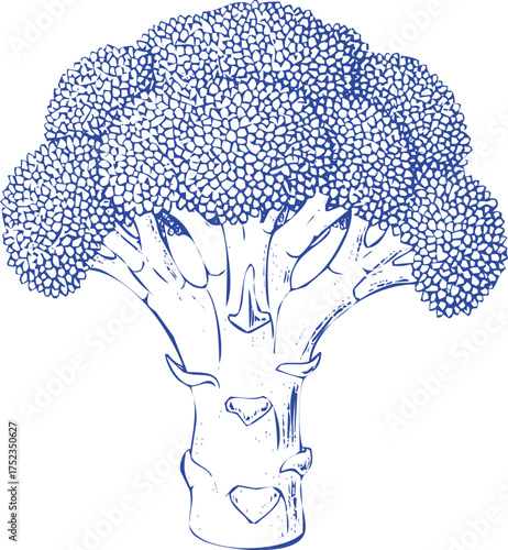 Engraving art hand drawn broccoli illustration isolated on white background detailed vegetarian food drawing farm market product vector sketch