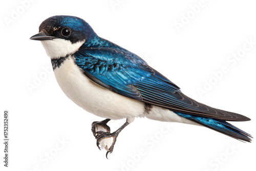 A tree swallow perched on a small branch against a transparent background image shot