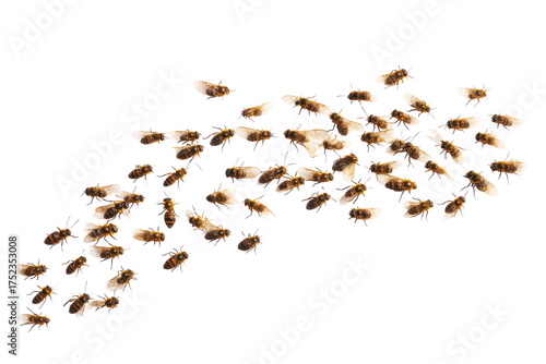 Swarm of honey bees clustered together against a stark transparent background view