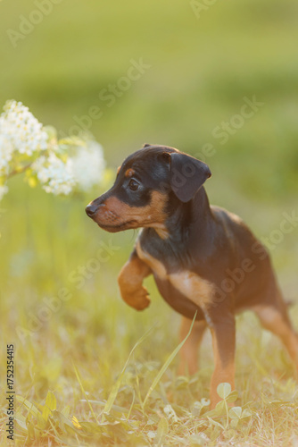Tsverg Pinscher puppy in the park in spring