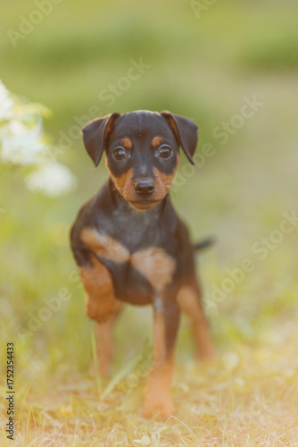 Tsverg Pinscher puppy in the park in spring