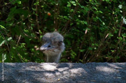 Portrait of smiling ostrich in part of summer park, Sofia, Bulgaria 