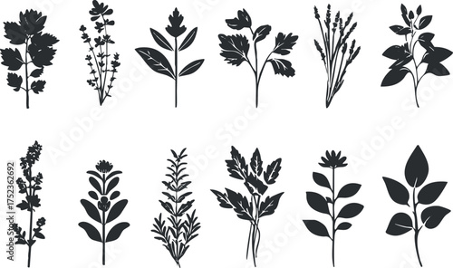 Silhouette illustration of various herb plants with leaves and stems in black and white.