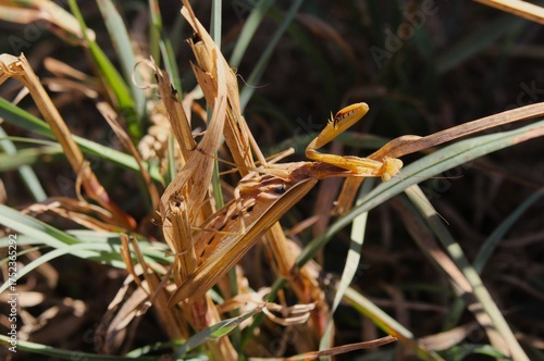 European Mantis (Mantis religiosa) camouflaged in the grass
